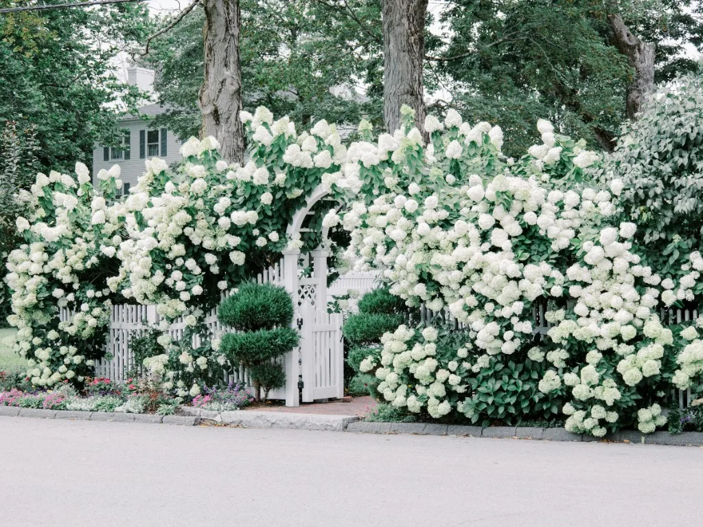 Massive white hydrangeas covering the outdoor pergola and courtyard at The Commons 1854